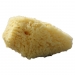 organically grown small baby sea sponge